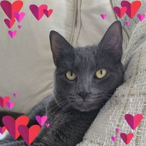 Meet your Posher, Diane